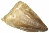 Fossil Mosasaur (Thalassotitan) Tooth - Morocco #374528-1